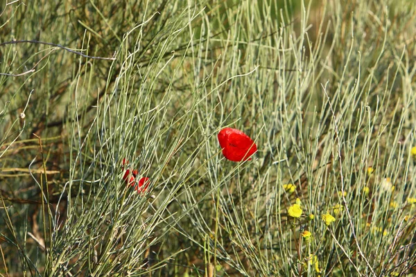 Stadspark Israel Februari Blommade Röd Vallmo — Stockfoto