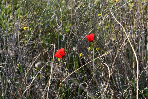 Şubat ayında İsrail şehir parkında kırmızı haşhaş çiçek açmış 