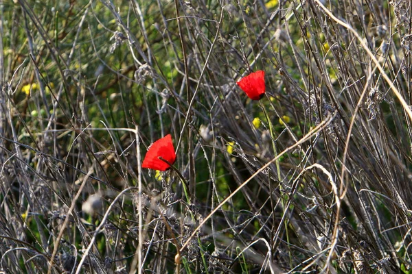 Şubat Ayında Srail Şehir Parkında Kırmızı Haşhaş Çiçek Açmış — Stok fotoğraf