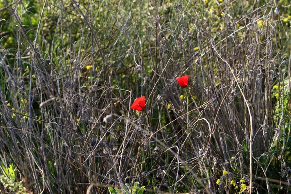 Şubat ayında İsrail şehir parkında kırmızı haşhaş çiçek açmış 