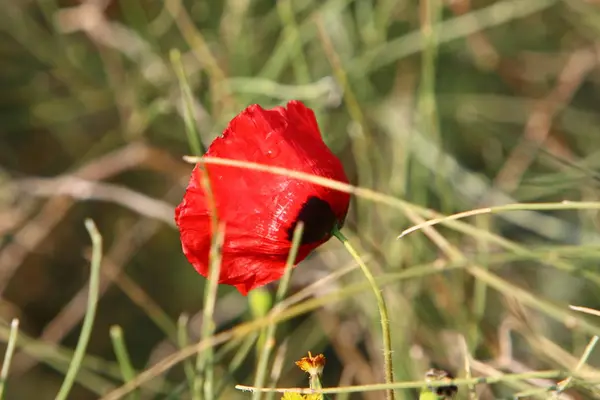 Stadspark Israel Februari Blommade Röd Vallmo — Stockfoto