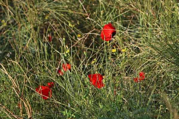 Şubat ayında İsrail şehir parkında kırmızı haşhaş çiçek açmış 