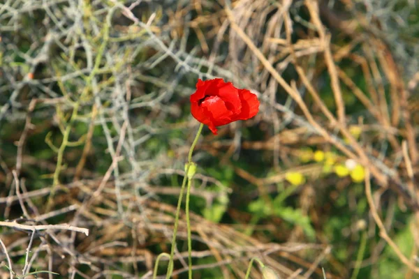 Şubat ayında İsrail şehir parkında kırmızı haşhaş çiçek açmış 