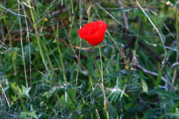 Şubat ayında İsrail şehir parkında kırmızı haşhaş çiçek açmış 
