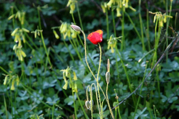 Şubat ayında İsrail şehir parkında kırmızı haşhaş çiçek açmış 