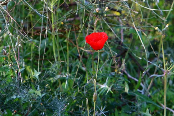 Stadspark Israel Februari Blommade Röd Vallmo — Stockfoto