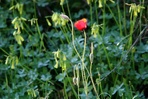 Şubat ayında İsrail şehir parkında kırmızı haşhaş çiçek açmış 