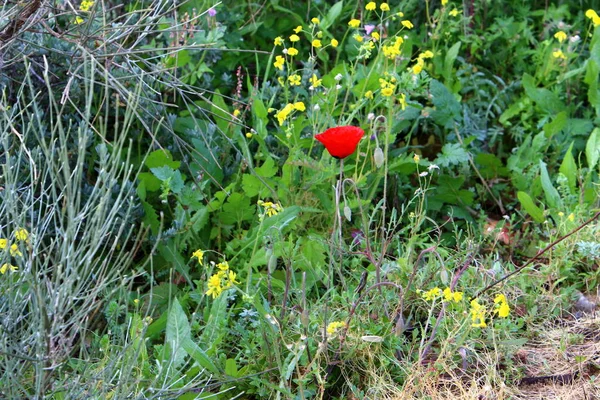 Şubat ayında İsrail şehir parkında kırmızı haşhaş çiçek açmış 