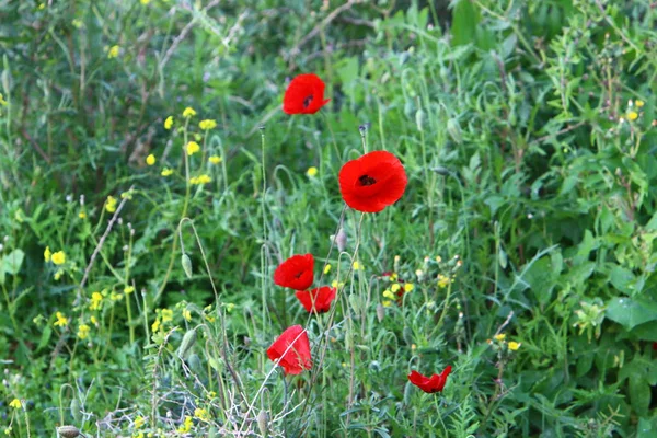 Şubat ayında İsrail şehir parkında kırmızı haşhaş çiçek açmış 