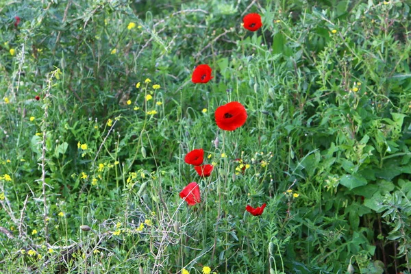 Dans Parc Ville Israël Février Coquelicots Rouges Fleuri — Photo