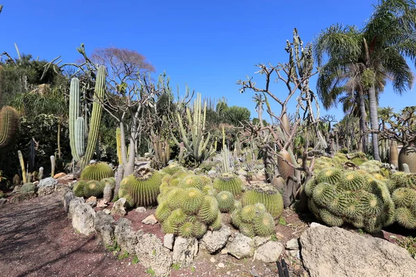 Parque Ciudad Norte Israel Creció Cactus Grande Espinoso — Foto de Stock