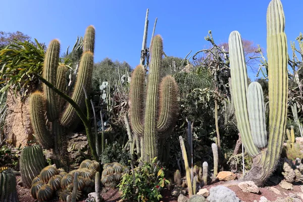 Parco Cittadino Nel Nord Israele Cresciuto Grande Spinoso Cactus — Foto Stock