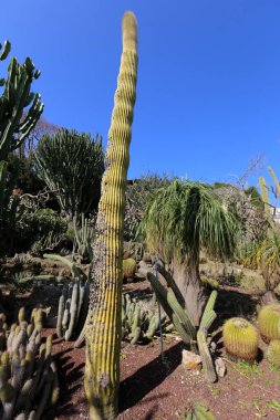 bir şehirde park Kuzey İsrail'büyük ve dikenli kaktüs büyüdü. 