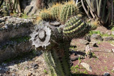bir şehirde park Kuzey İsrail'büyük ve dikenli kaktüs büyüdü. 
