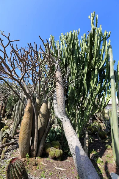 Parque Ciudad Norte Israel Creció Cactus Grande Espinoso — Foto de Stock