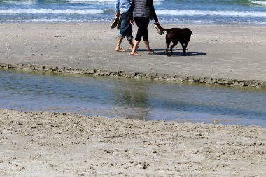 İsrail Akdeniz'in kıyısında yürüyen köpek 