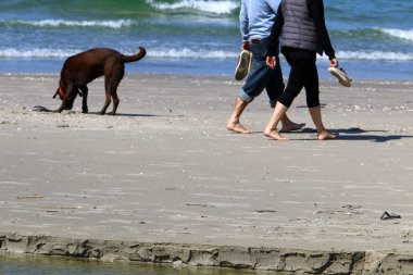 İsrail Akdeniz'in kıyısında yürüyen köpek 