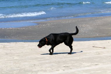 İsrail Akdeniz'in kıyısında yürüyen köpek 