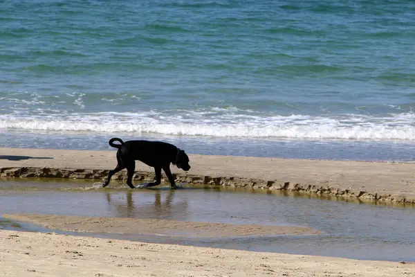 Dog Walking Shores Mediterranean Israel — Stock Photo, Image