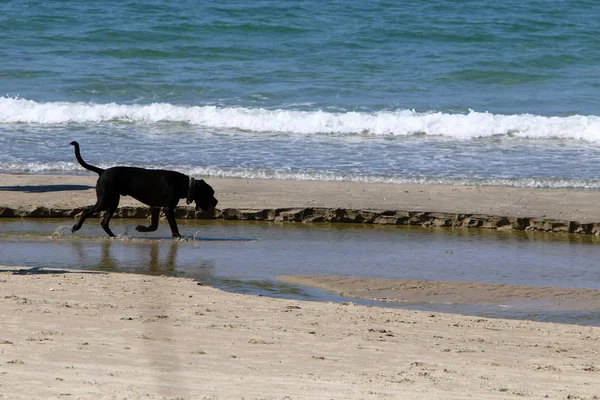 Cane Che Cammina Sulle Rive Del Mediterraneo Israele — Foto Stock