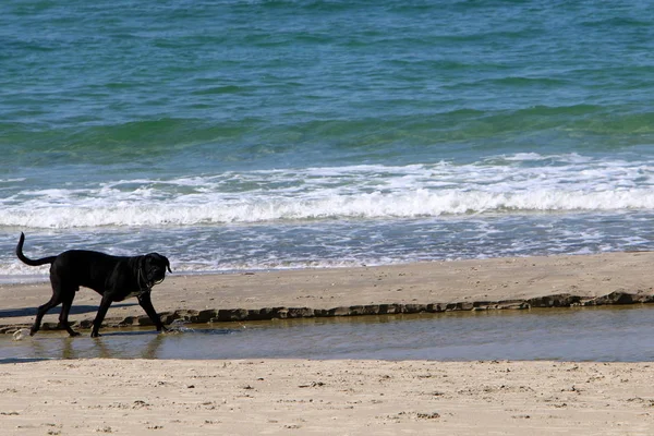 Dog Walking Shores Mediterranean Israel — Stock Photo, Image