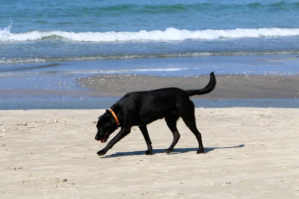Dog Walking Shores Mediterranean Israel — Stock Photo, Image