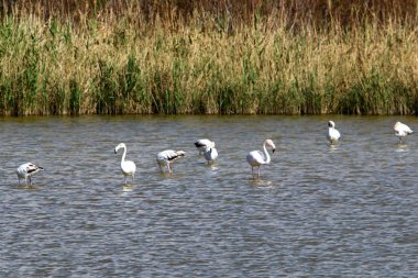flamingolar büyük bir sürü Kuzey İsrail bir gölde yaşıyor 