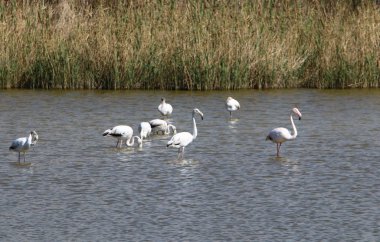 flamingolar büyük bir sürü Kuzey İsrail bir gölde yaşıyor 