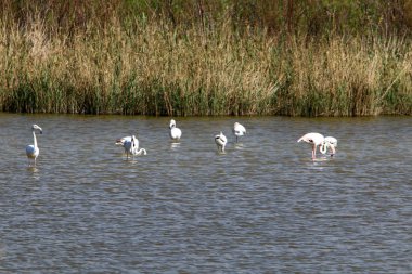 flamingolar büyük bir sürü Kuzey İsrail bir gölde yaşıyor 