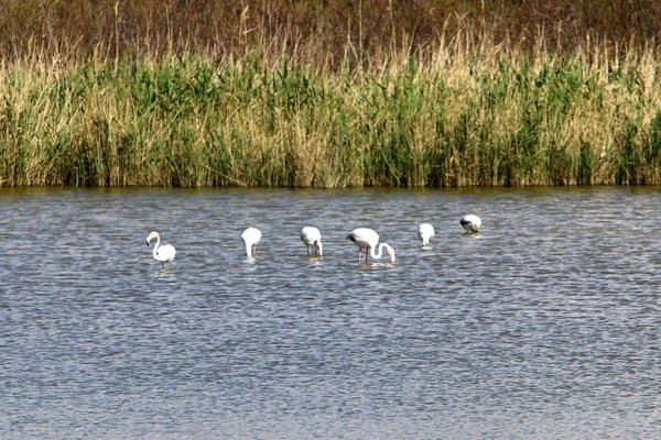 Eine Große Herde Flamingos Lebt Auf Einem See Nordisrael — Stockfoto