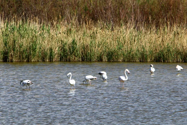 Stor Flock Flamingor Bor Vid Sjö Norra Israel — Stockfoto
