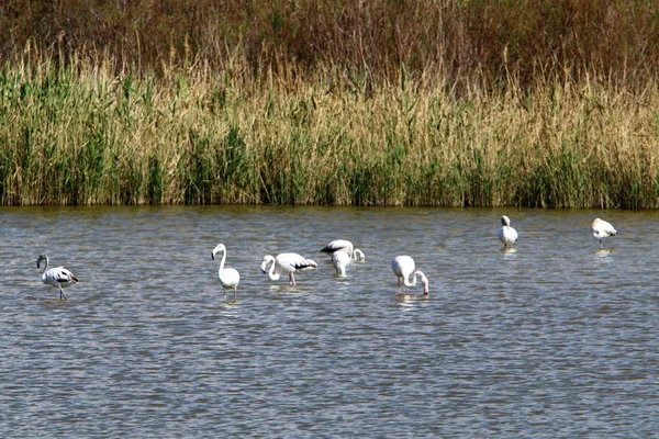 一大群火烈鸟住在以色列北部的一个湖上 — 图库照片