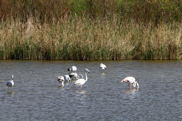 Eine Große Herde Flamingos Lebt Auf Einem See Nordisrael — Stockfoto