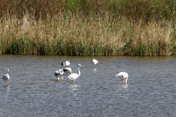 Large Flock Flamingos Lives Lake Northern Israel — Stock Photo, Image