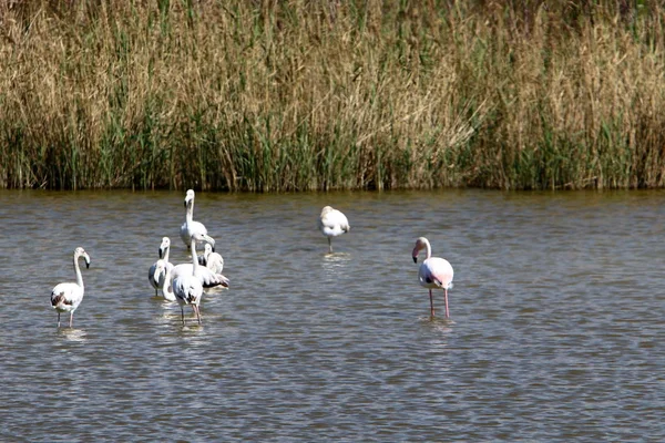 Eine Große Herde Flamingos Lebt Auf Einem See Nordisrael — Stockfoto