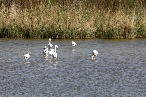 Grand Troupeau Flamants Roses Vit Sur Lac Dans Nord Israël — Photo