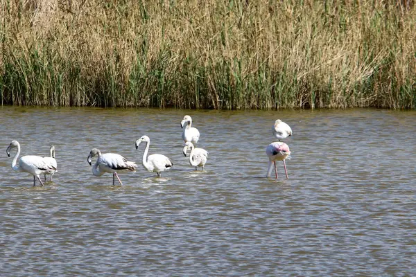 Eine Große Herde Flamingos Lebt Auf Einem See Nordisrael — Stockfoto