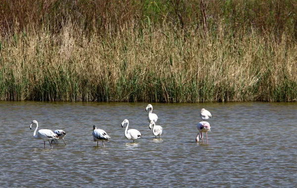 Stor Flock Flamingor Bor Vid Sjö Norra Israel — Stockfoto