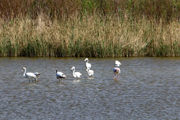 Una Gran Bandada Flamencos Vive Lago Norte Israel —  Fotos de Stock