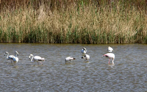 Eine Große Herde Flamingos Lebt Auf Einem See Nordisrael — Stockfoto