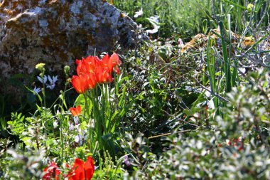 Şubat ayında İsrail şehir parkında kırmızı lale çiçek açmış 