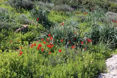 Şubat ayında İsrail şehir parkında kırmızı lale çiçek açmış 