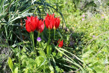 Şubat ayında İsrail şehir parkında kırmızı lale çiçek açmış 