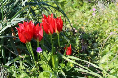 Şubat ayında İsrail şehir parkında kırmızı lale çiçek açmış 