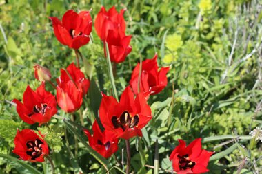 Şubat ayında İsrail şehir parkında kırmızı lale çiçek açmış 