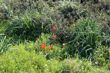 Şubat ayında İsrail şehir parkında kırmızı lale çiçek açmış 