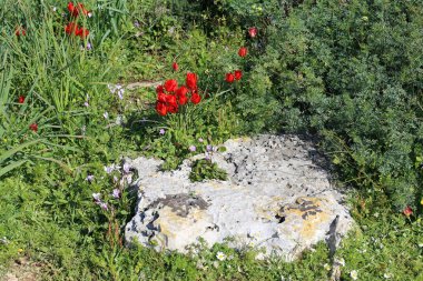 Şubat ayında İsrail şehir parkında kırmızı lale çiçek açmış 