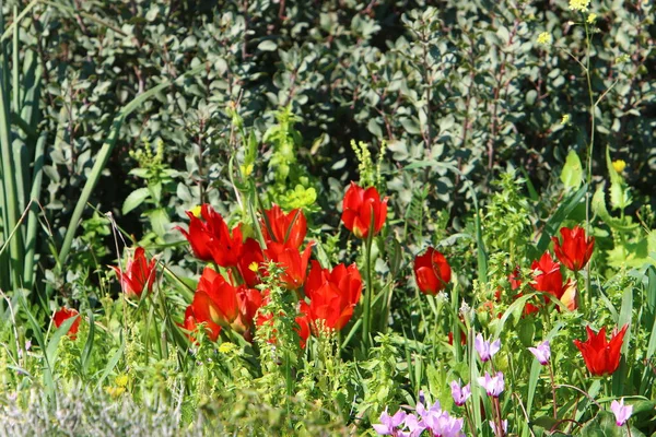 Городском Парке Израиля Феврале Расцвели Красные Тюльпаны — стоковое фото