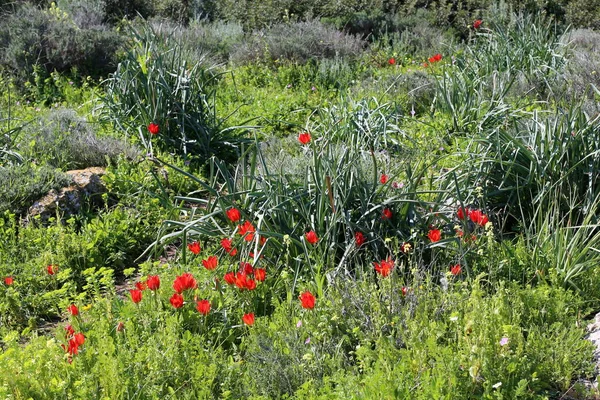 Parque Ciudad Israel Febrero Floreció Tulipanes Rojos — Foto de Stock