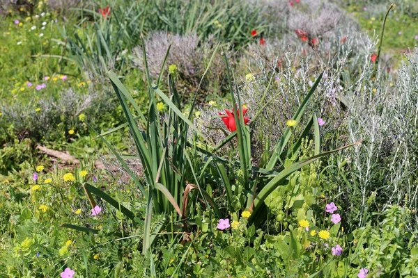 Stadspark Israel Februari Blommade Röda Tulpaner — Stockfoto
